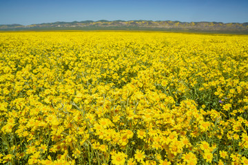 Beautiful yellow goldifelds blossom