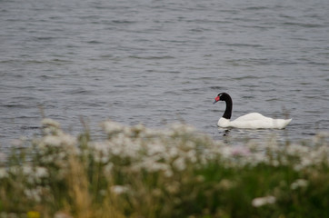 Black-necked swan Cygnus melancoryphus on the sea.