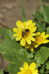 bee on yellow flower