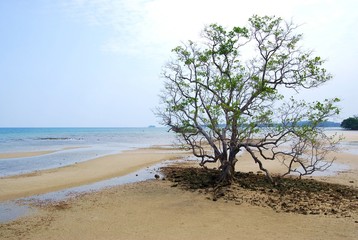 Fototapeta na wymiar Koh Mak Island, THAILAND. The big tree grows on the sandy beach.
