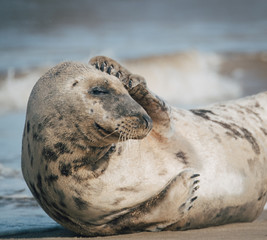 Seal lying on sandy beach