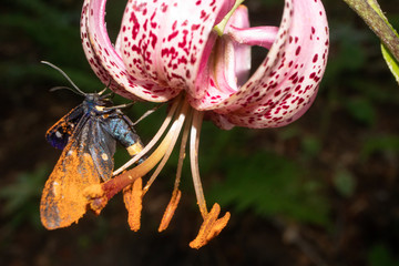 eight-spotted forester (Alypia octomaculata) sucks nectar from a martagon lily (Lilium martagon)