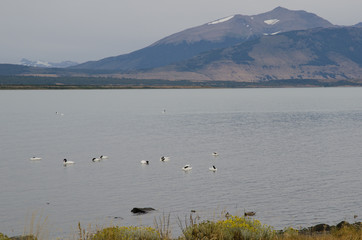 Black-necked swans Cygnus melancoryphus on the sea.