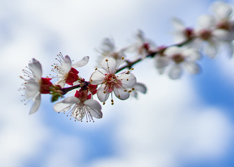 white cherry flowers bloom on a tree
