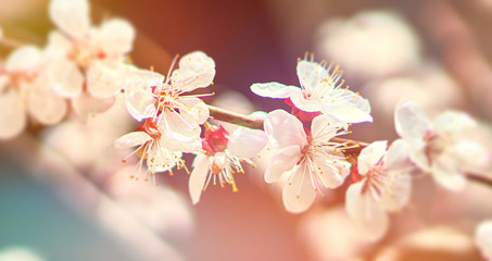 white cherry flowers bloom on a tree