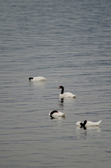 Black-necked swans Cygnus melancoryphus on the sea.