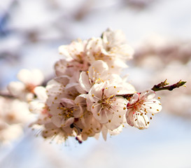 white cherry flowers bloom on a tree