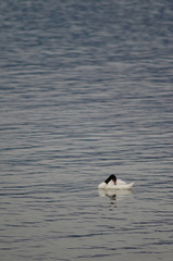 Black-necked swans Cygnus melancoryphus on the sea.