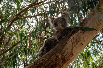 Koala, Phascolarctos cinereus, awake on a tree branch of Eucalyptus tree, Kennett River, Victoria, Australia