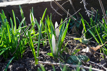 White crocus among grass and earth in the spring sunshine