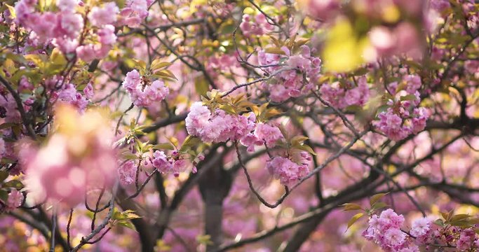 Beautiful cherry blossom tree with pink flowers on a spring day