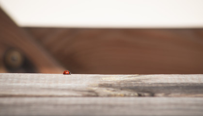 Un mariquita sobre un banco de madera