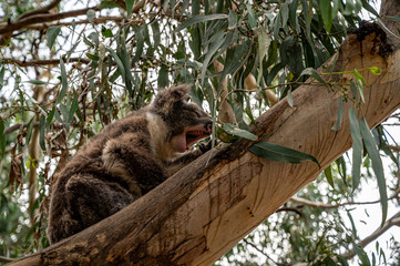 Fototapeta premium Yawning koala in eucalyptus tree, Kennett River, Great Ocean Road, Australia