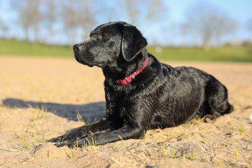 Junger schwarzer Labrador liegt am Stand in der Sonne