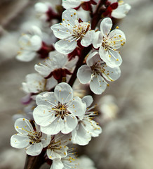 white cherry flowers bloom on a tree