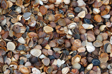 Muscheln an einem Strand