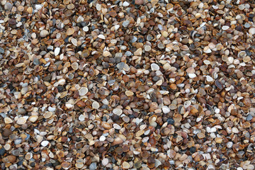Muscheln an einem Strand