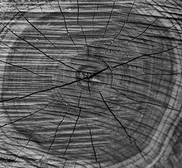 wood cut as background texture for artists