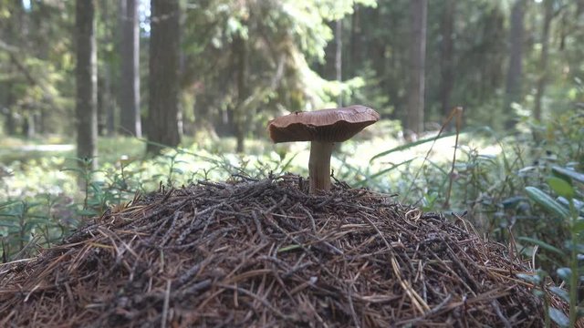 ant fungus
