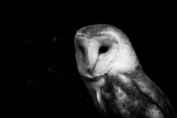 Barn owl portrait in black and white