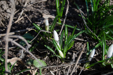 White crocus among grass and earth in the spring sunshine