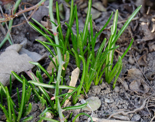 White crocus among grass and earth in the spring sunshine