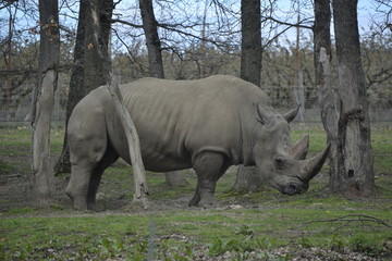 Obraz premium Rhinocéros 