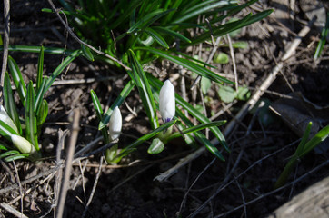 Naklejka na ściany i meble White crocus among grass and earth in the spring sunshine