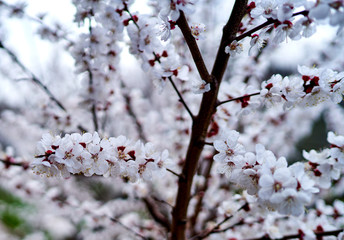 white cherry flowers bloom on a tree