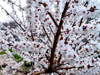 white cherry flowers bloom on a tree
