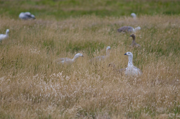 Upland Geese Chloephaga picta in a meadow.
