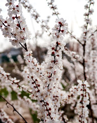 white cherry flowers bloom on a tree