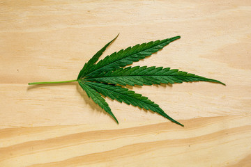 green leaf on wooden background , marijuana leaf