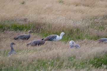 Upland Geese Chloephaga picta in a meadow.