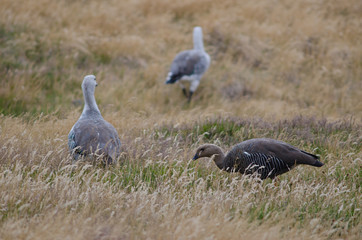 Upland Geese Chloephaga picta in a meadow.