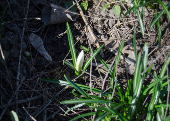 White crocus among grass and earth in the spring sunshine