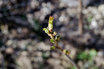 First gooseberry leaves in spring garden