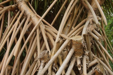 Guadeloupe nature fleurs et plantes