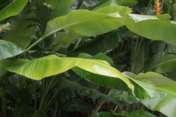 Guadeloupe nature fleurs et plantes