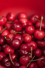 Beautiful cherries ready to eat