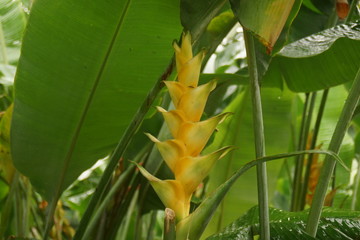 Guadeloupe nature fleurs et plantes