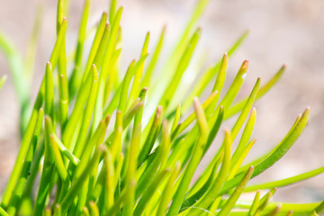 Fototapeta na wymiar Awakening of spring. Fresh green first shoots. Grass close-up. Abstract image.