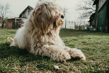  The sweetest dog in the world