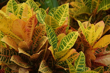Guadeloupe nature fleurs et plantes