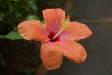 Guadeloupe nature fleurs et plantes