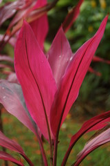 Guadeloupe nature fleurs et plantes