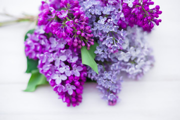 bouquet of lilac on a white background