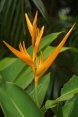 Guadeloupe nature fleurs et plantes