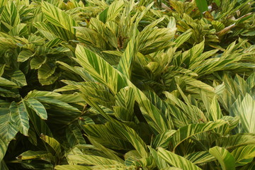 Guadeloupe nature fleurs et plantes