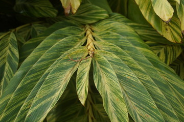 Guadeloupe nature fleurs et plantes